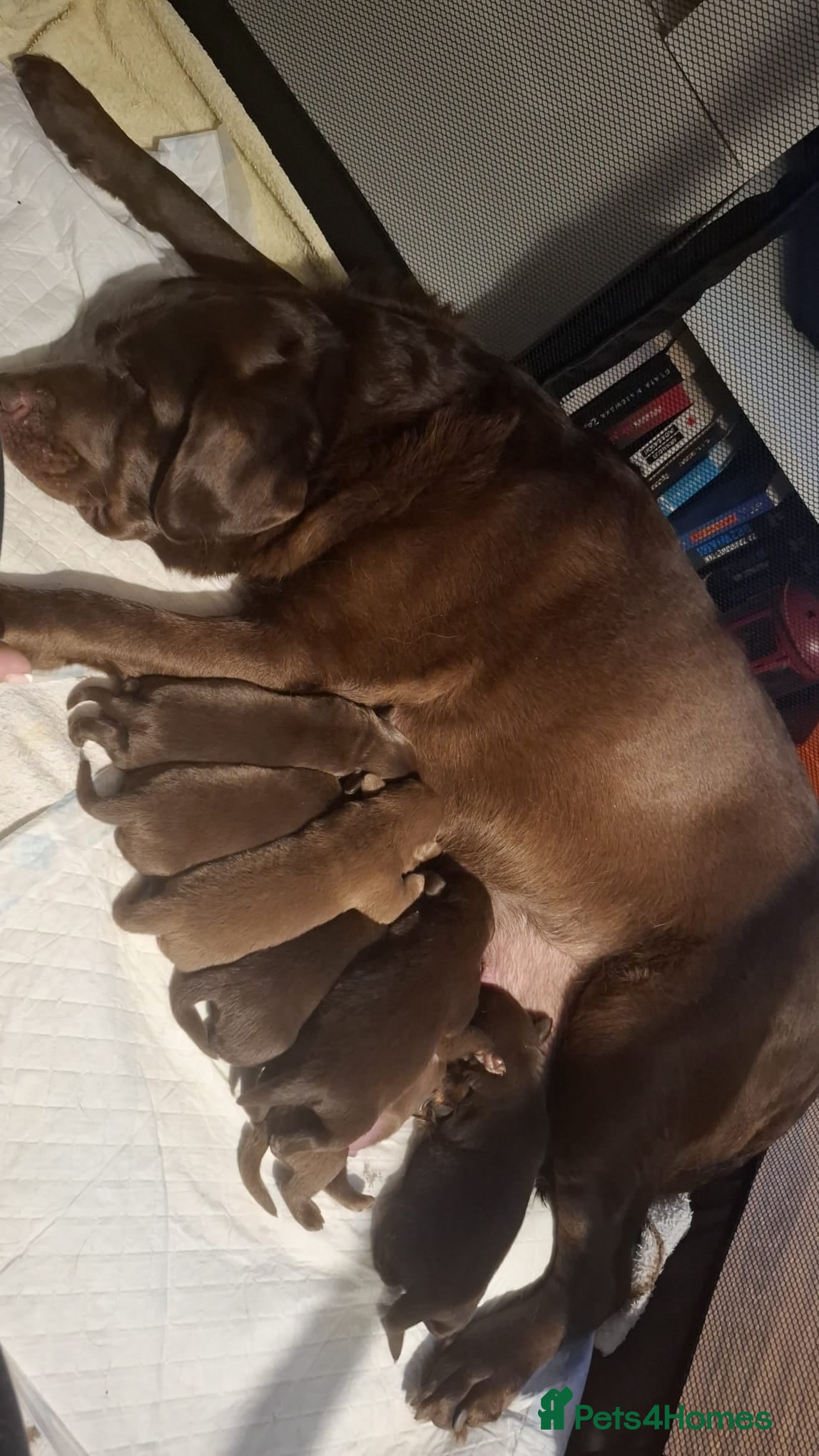 Labrador Retriever dogs Chocolate Labrador Retriever Puppies-Family Raised - Advert 2