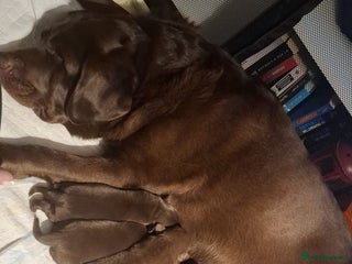 Labrador Retriever dogs Chocolate Labrador Retriever Puppies-Family Raised - Advert 3