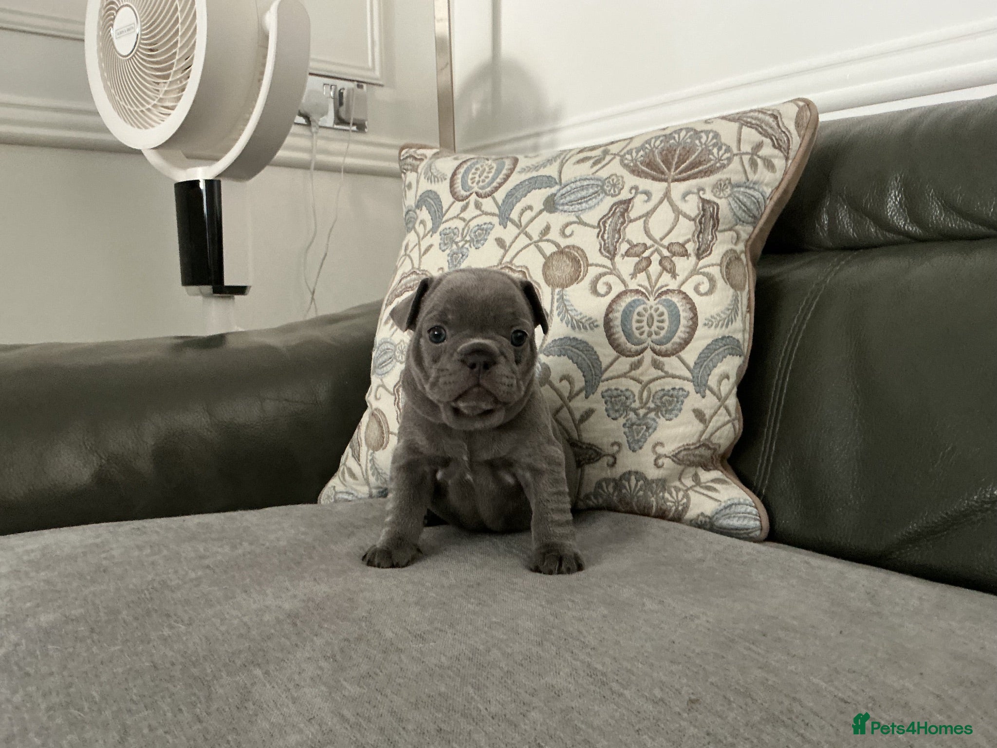 French Bulldog dogs French bulldog  - Advert 2