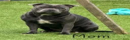 Staffordshire Bull Terrier dogs for sale: Stunning Blue Staffie Pups 🐾 - Advert 4