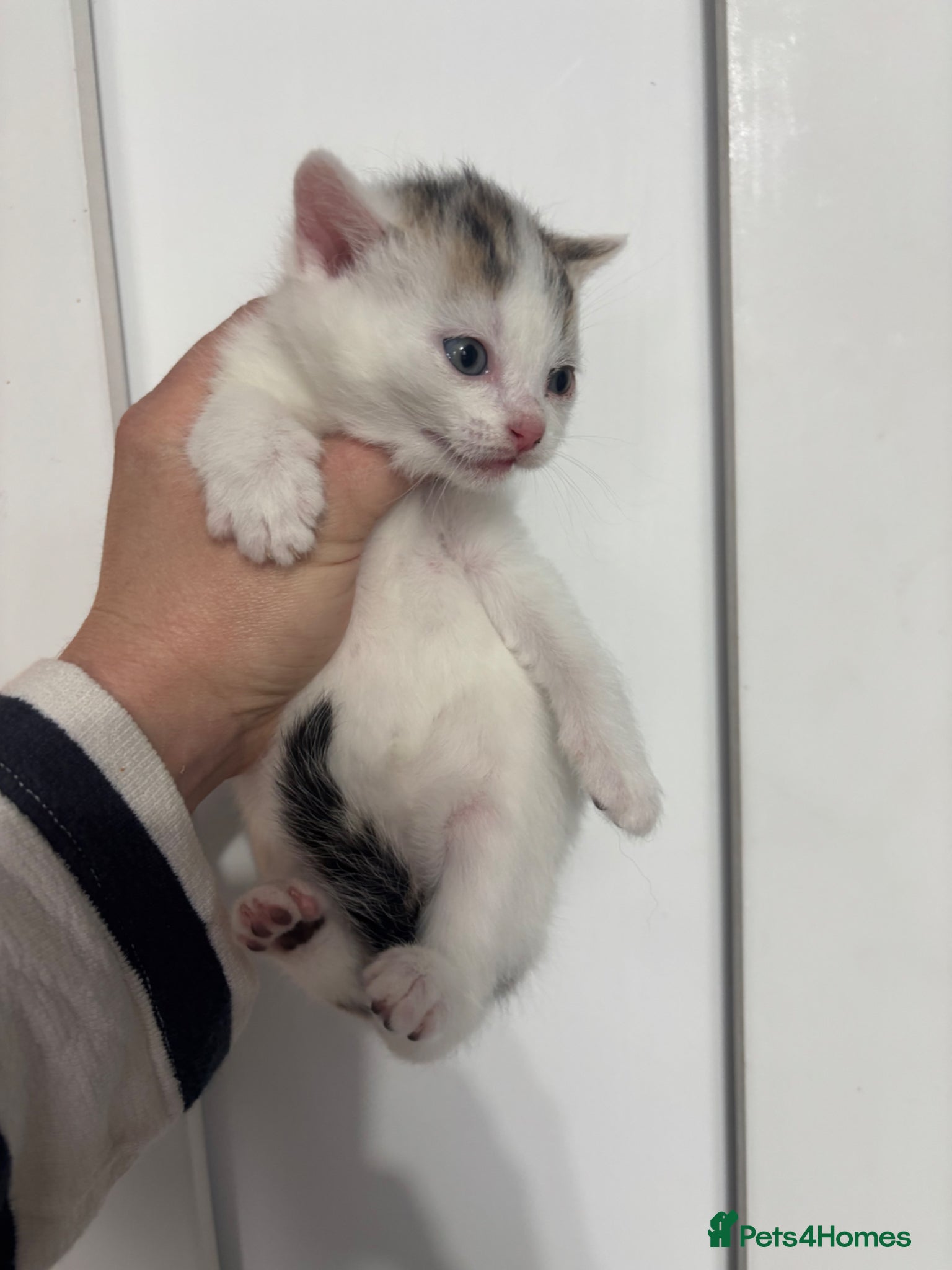 Mixed Breed cats Beautiful kittens 2 left ready NOW - Advert 2