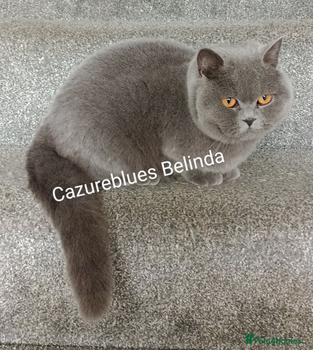 British Shorthair cats for sale: Gccf STUD, Blue Spotted,Blue, Lilac, Bi - Image 32