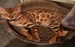 Bengal cats for sale: Stunning Bengal Pedigree female cat - Image 3