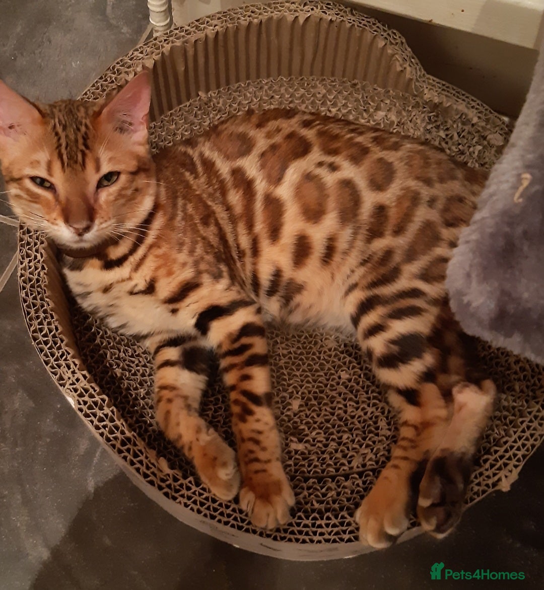 Bengal cats for sale: Stunning Bengal Pedigree female cat - Image 3
