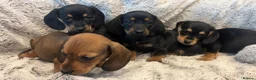 Dachshund dogs for sale: Dachshund puppies  - Advert 6