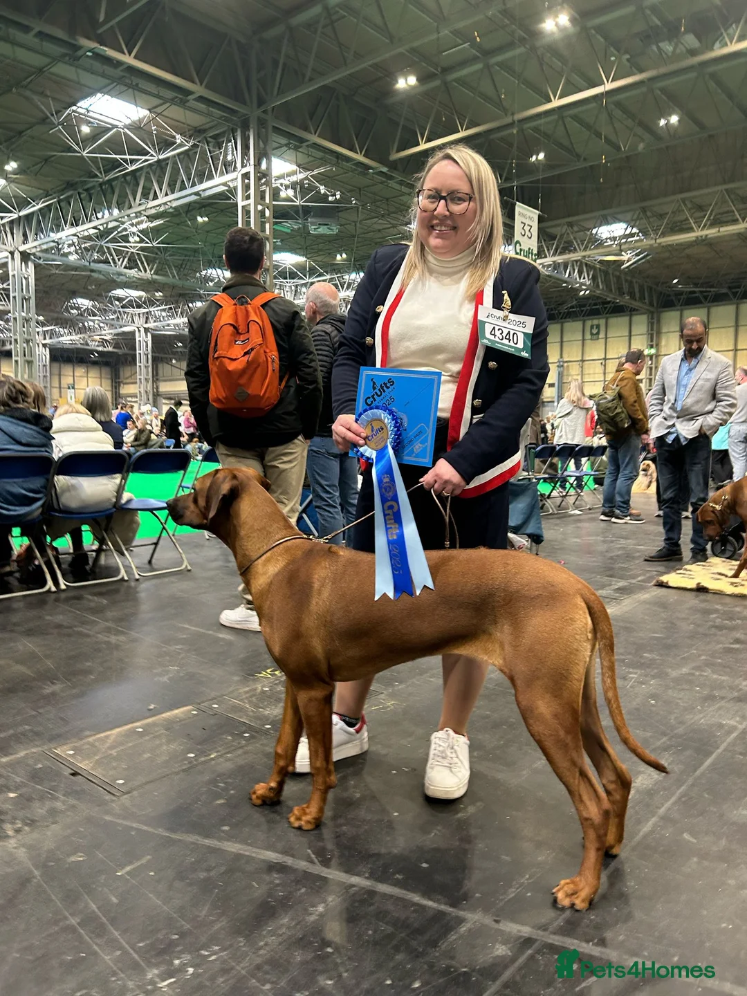 Rhodesian Ridgeback dogs for stud: Rhodesian Ridgeback Stud (Champion Bloodline) in Doncaster - Advert 2