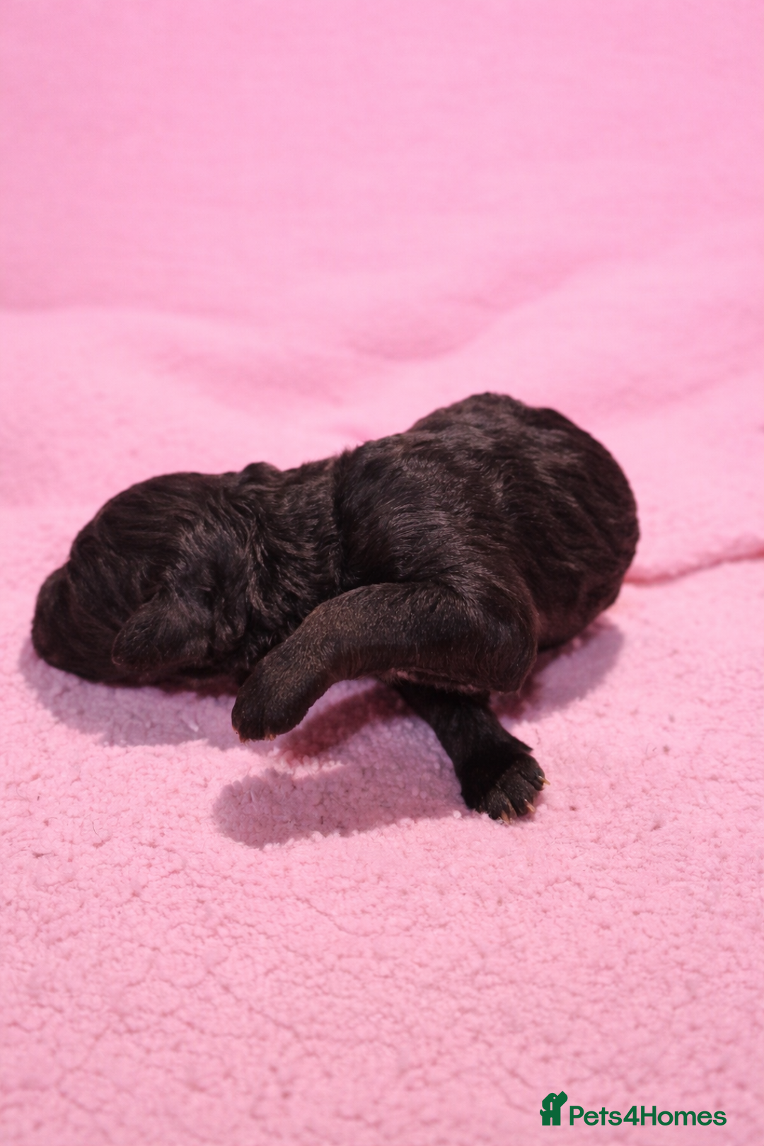 Standard Poodle dogs for sale: Exceptional Standard Poodle Puppies - Advert 13