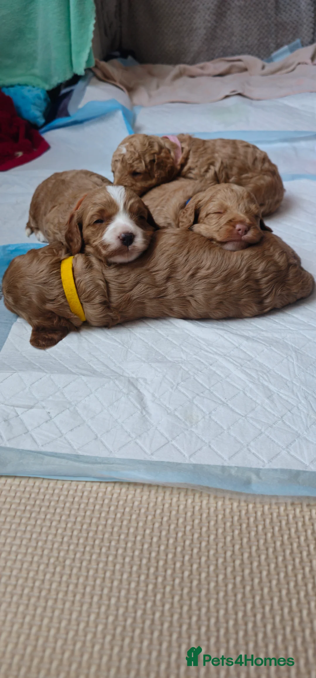 Cavapoo dogs for sale: Cavapoo for sale - Advert 18