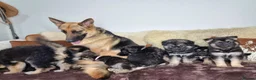 Shepsky dogs for sale: Stunning German Shepherd × Husky/Akita Puppies  in Much Wenlock - Advert 12