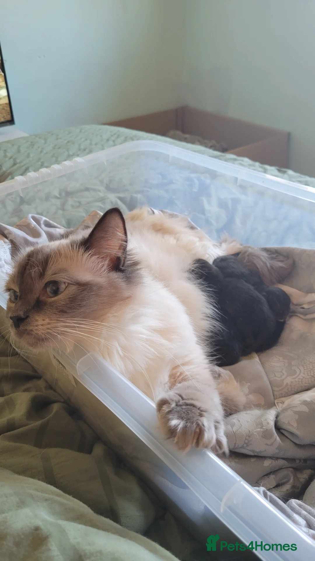 Mixed Breed cats for sale: Mixed ragdoll kittens - Advert 1