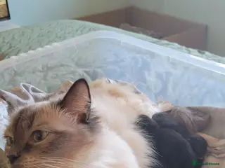 Mixed Breed cats Mixed ragdoll kittens - Advert 1