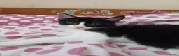 Mixed Breed cats for sale: Beautiful kittens for sale  - Advert 17