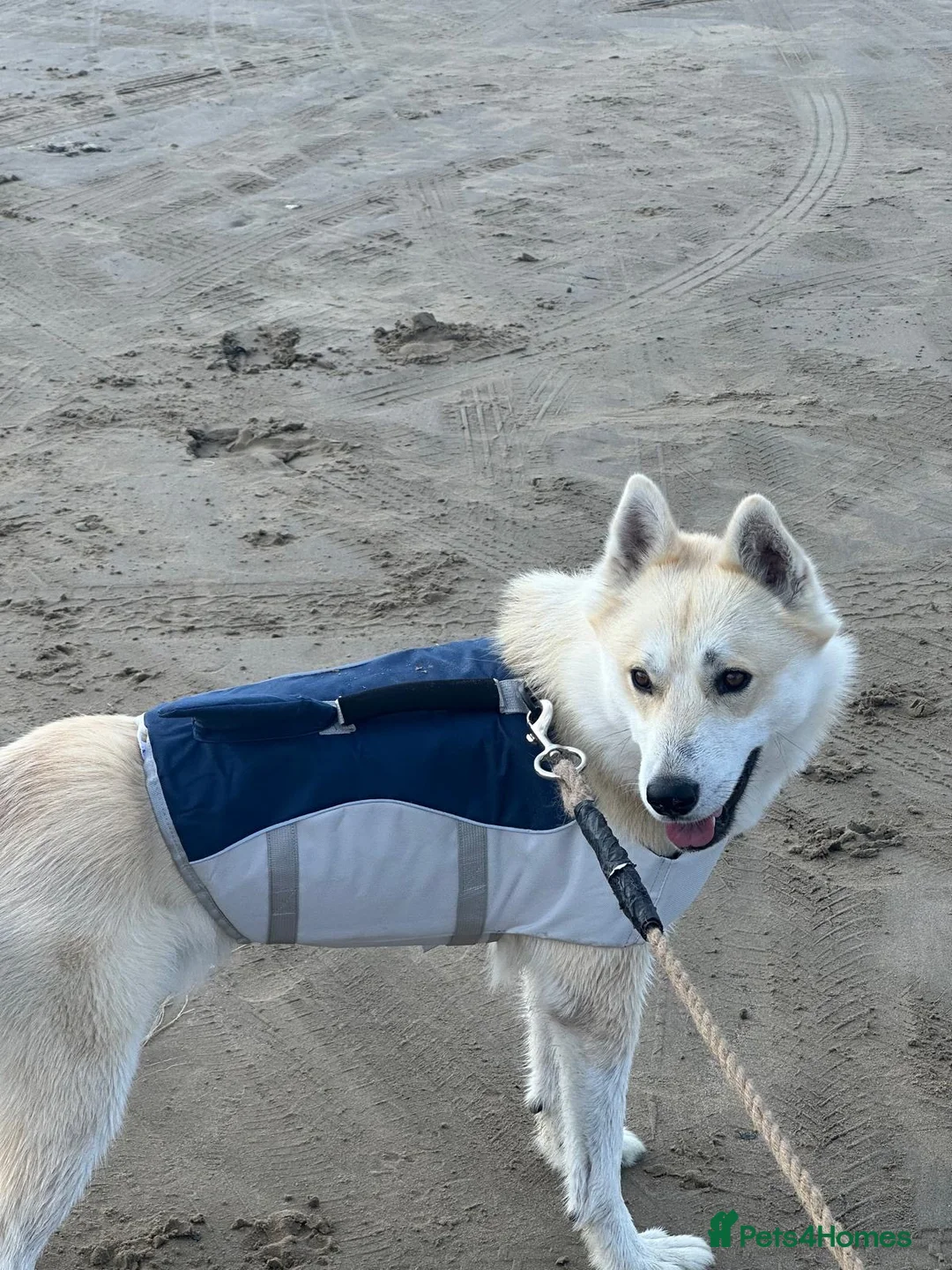 Siberian Husky dogs for stud: Siberian Husky To Stud  in Chester - Advert 2