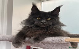 Maine Coon cats for stud: Stud service  - Image 1
