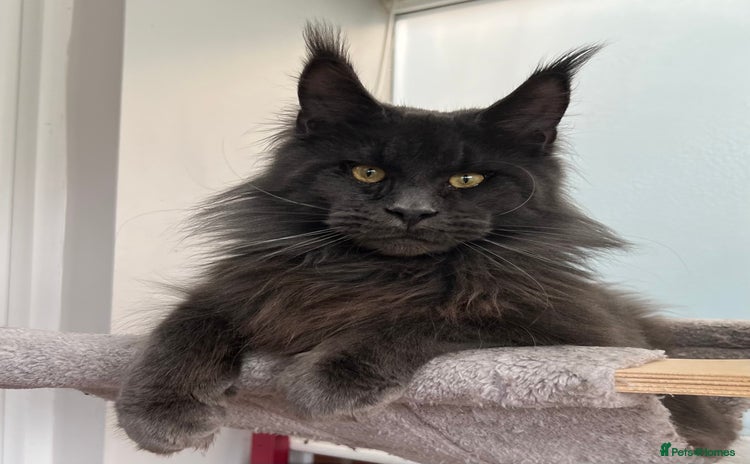 Maine Coon cats - Advert 3