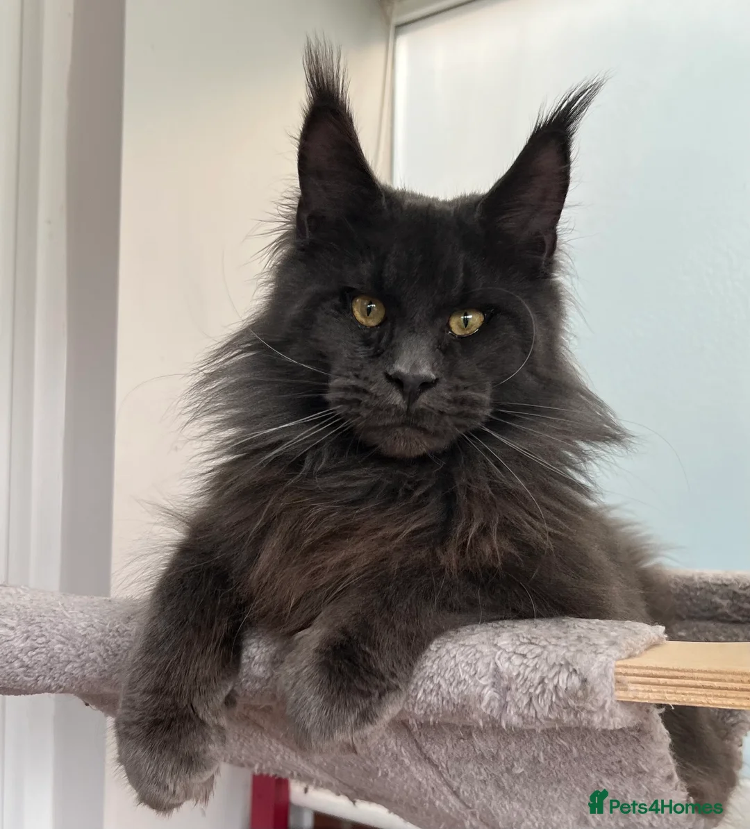 Maine Coon cats for stud: Stud service  - Advert 1