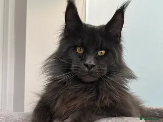 Maine Coon cats Stud service - Advert 4