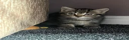 Mixed Breed cats for sale: 1 beautiful tabby kitten ❤ - Advert 1