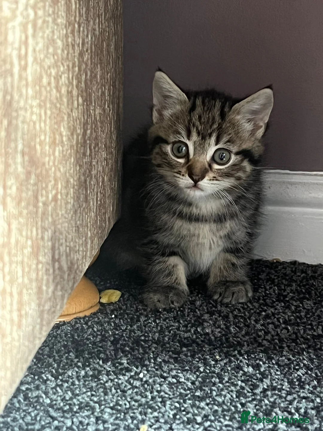 Mixed Breed cats for sale: 1 beautiful tabby kitten ❤ - Advert 1