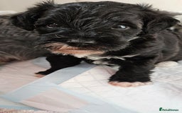 Schnoodle dogs for sale: 2 beautiful schnoodles  - Image 18