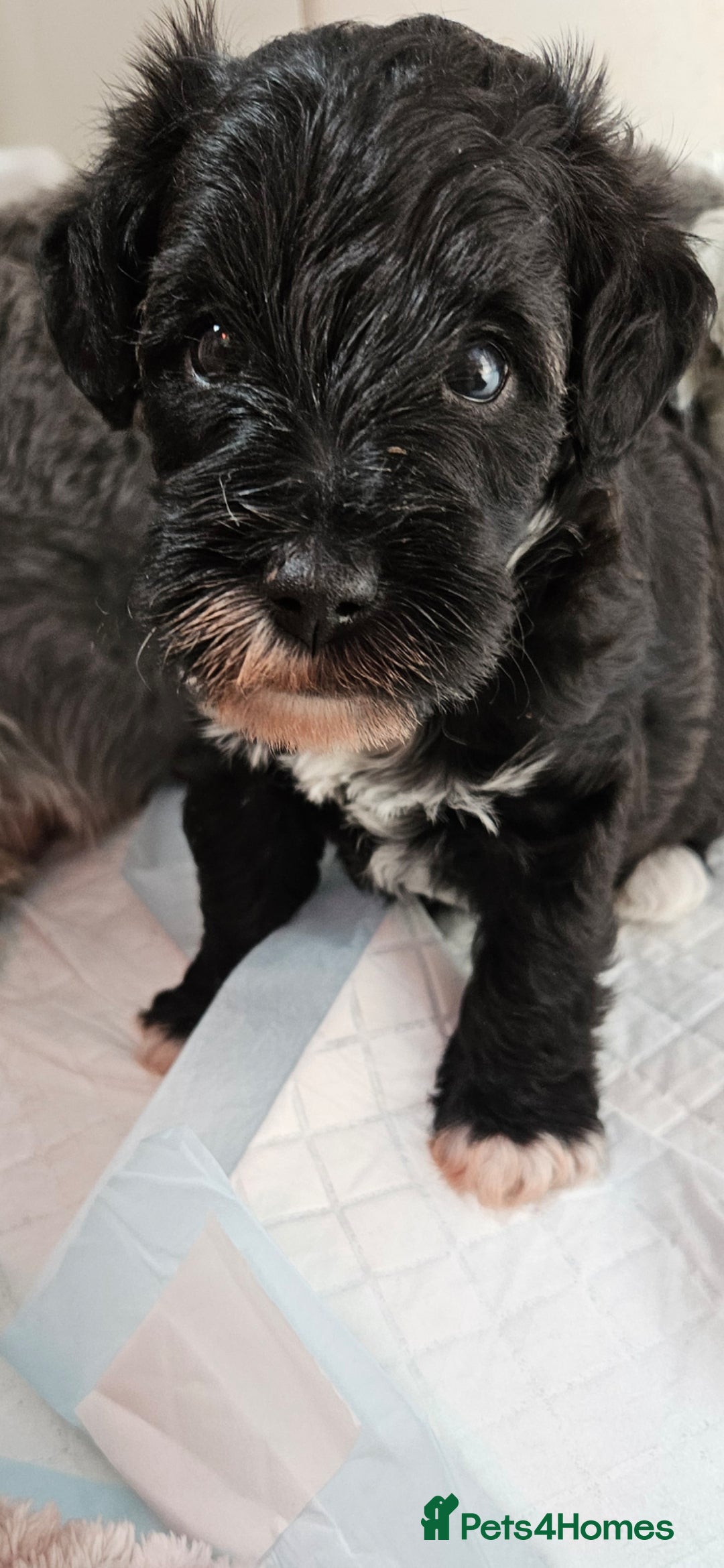 Schnoodle dogs for sale: 2 beautiful schnoodles  - Image 18