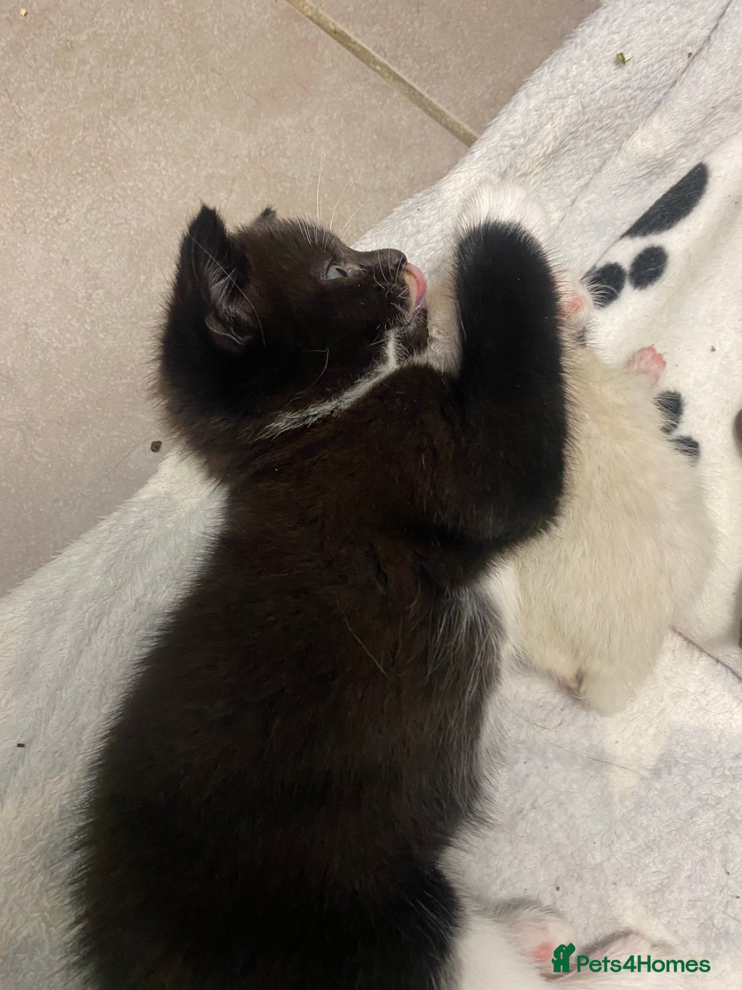 Mixed Breed cats for sale: X BRITISH SHORT adorable kittens ready 4 new home - Image 24