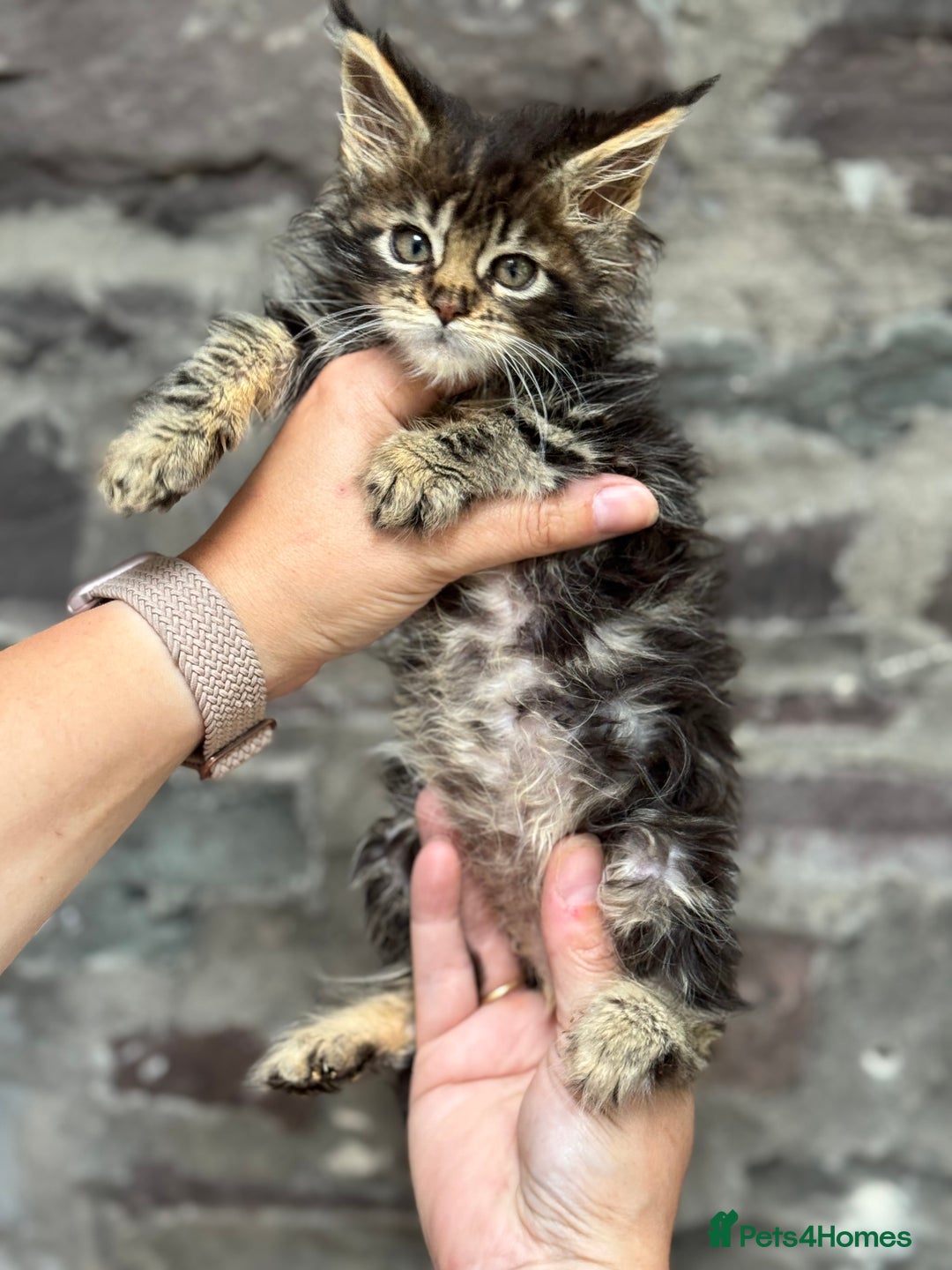 Maine Coon cats for sale: Gorgeous Black Tabby Mainecoon Kitten  - Image 11