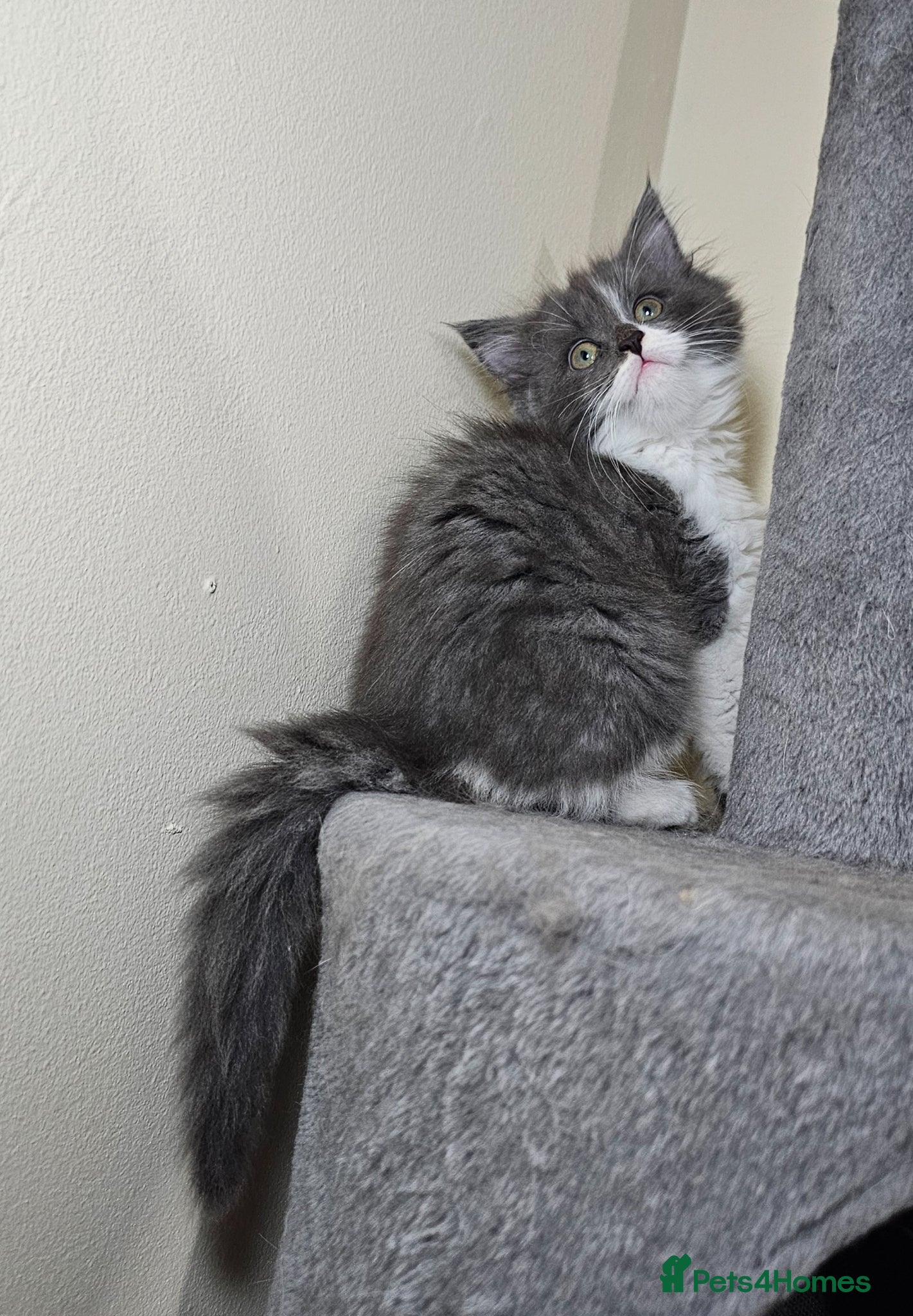 Maine Coon cats Maine Coon  - Advert 1