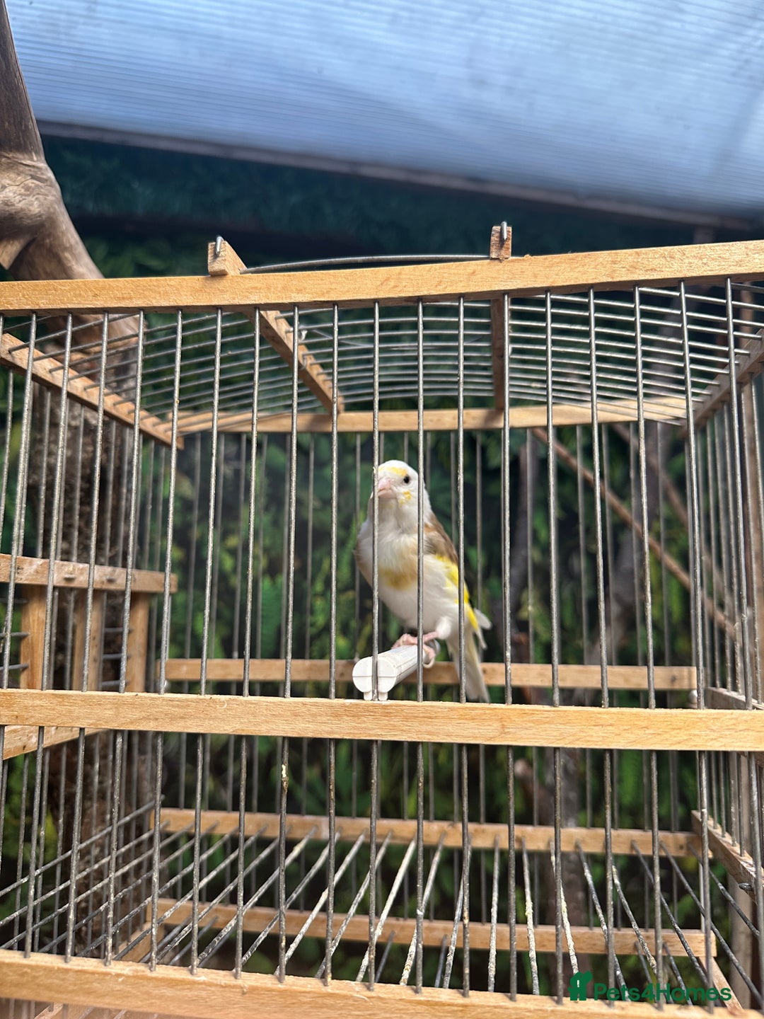 Finches birds for sale: Goldfinch for sale  - Image 3