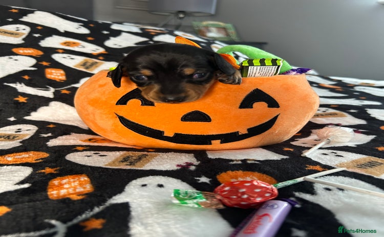 Miniature Dachshund dogs Black/tan female miniature dachshund  - Advert 5