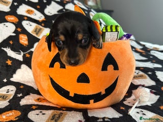 Miniature Dachshund dogs Black/tan female miniature dachshund - Advert 14