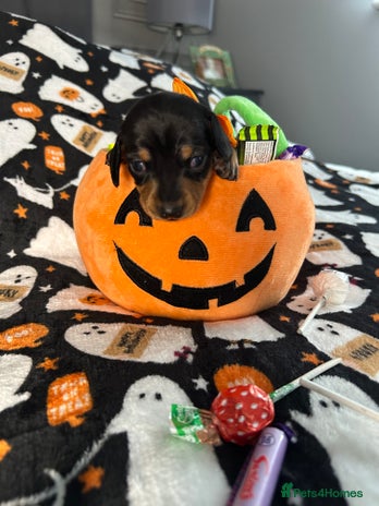 Miniature Dachshund dogs Black/tan female miniature dachshund - Advert 5