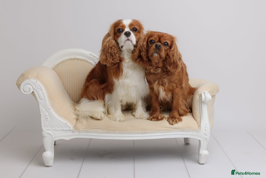 Cavalier King Charles Spaniel dogs for sale: Stunning Cavalier King Charles Spaniels - Image 11