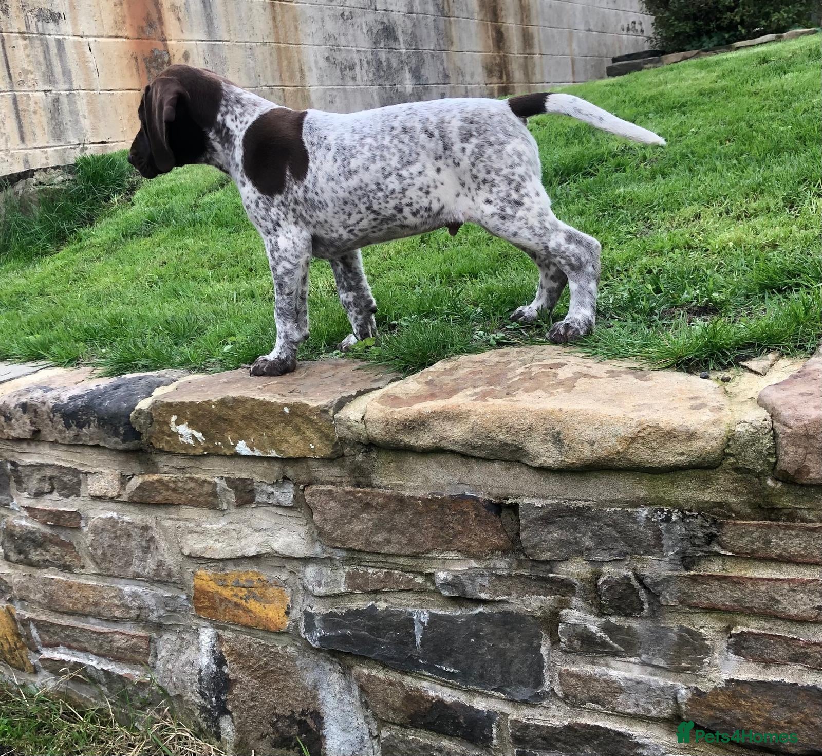 German Shorthaired Pointer dogs GSP Puppies - Advert 1