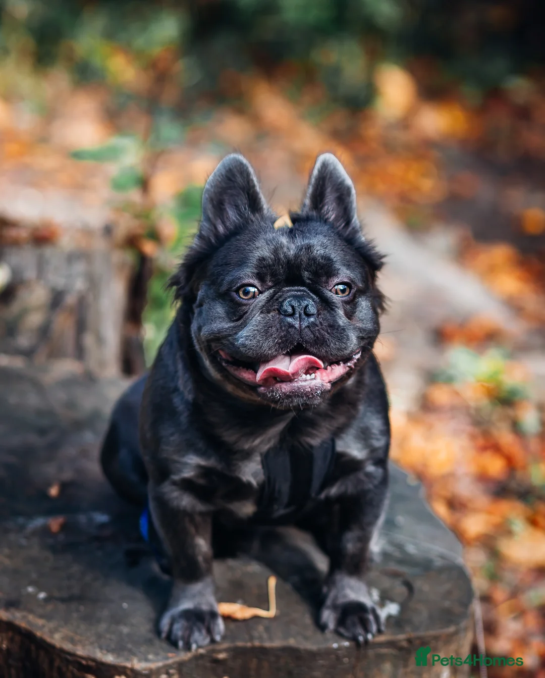 French Bulldog dogs for stud: 🔥🔥 PROVEN L1 & L4 BLUE VISUAL FLUFFY STUD 🔥🔥 in Feltham - Advert 12