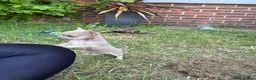 Chihuahua dogs for sale: 2 left! Ready!  chihuahua pups - Advert 10