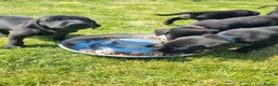 Labrador Retriever dogs for sale: Working KC Black Labradors Puppies - Advert 5