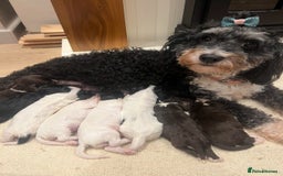 Cockapoo dogs for sale: Cockapoo puppies  - Advert 1