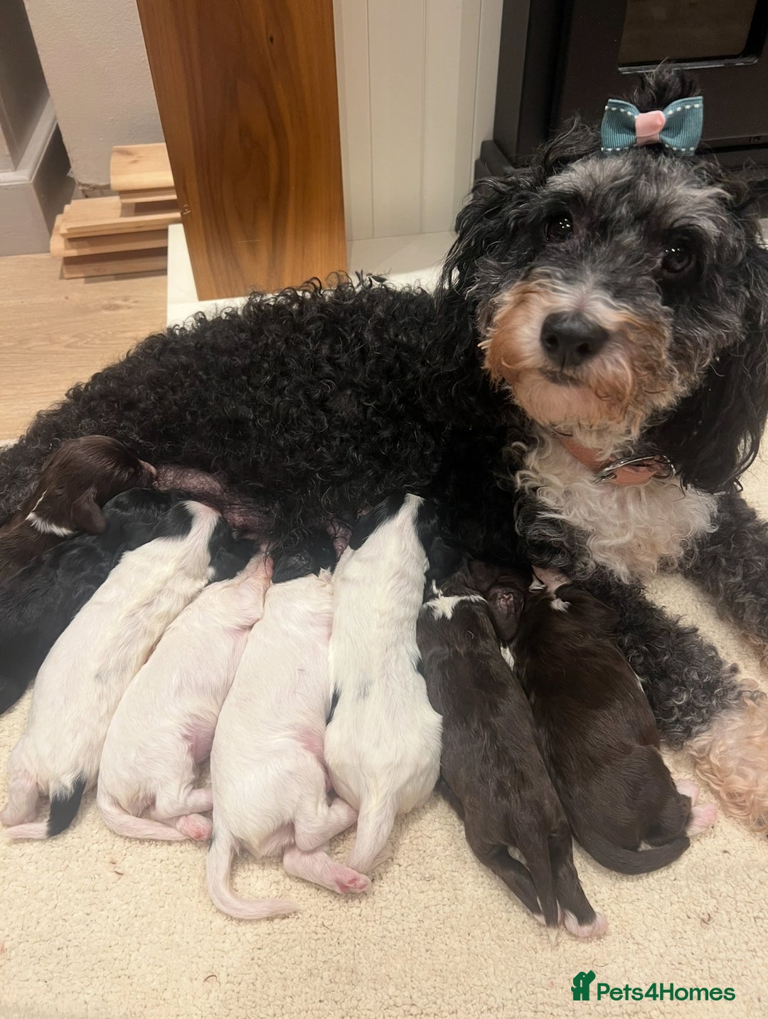 Cockapoo dogs for sale: Cockapoo puppies  - Advert 1