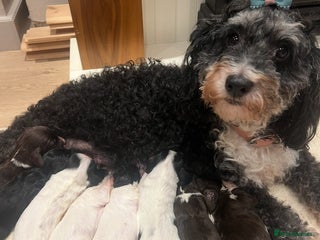 Cockapoo dogs for sale: Cockapoo puppies - Advert 1