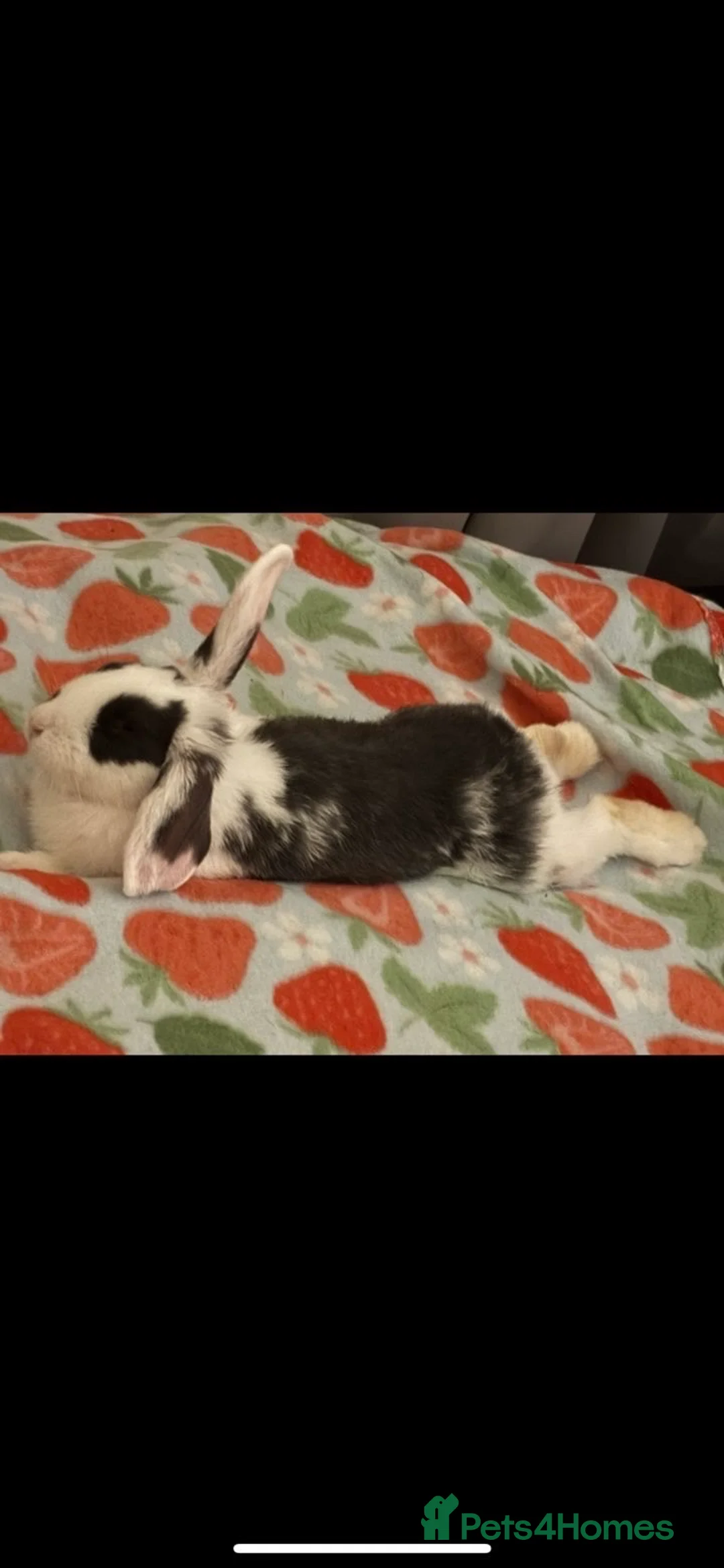 Mixed Breed rabbits for sale: Male Rabbit for sale - Advert 5