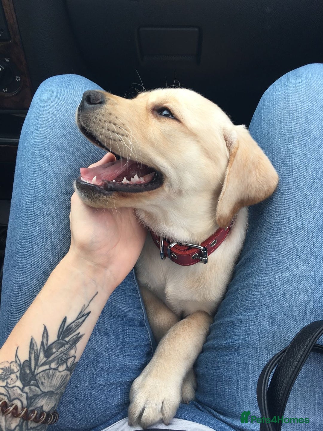 Labrador Retriever dogs for sale: Labrador Retriever  - Image 1
