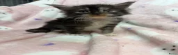 Maine Coon cats for sale:  OLISTARS KITTENS AVAILABLE TO RESERVE  - Advert 5