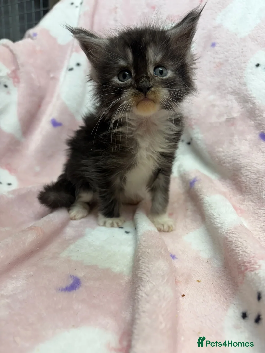 Maine Coon cats for sale:  OLISTARS KITTENS AVAILABLE TO RESERVE  - Advert 5