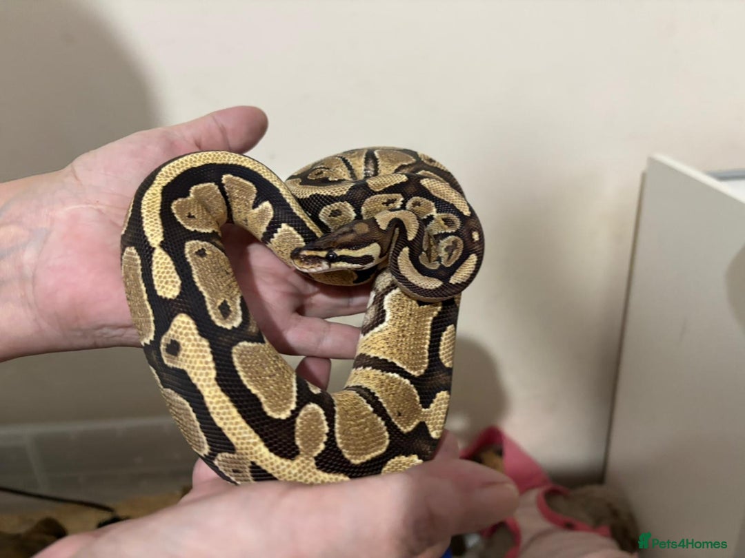 Python Snake reptiles for sale: Two pythons for sale - Advert 7