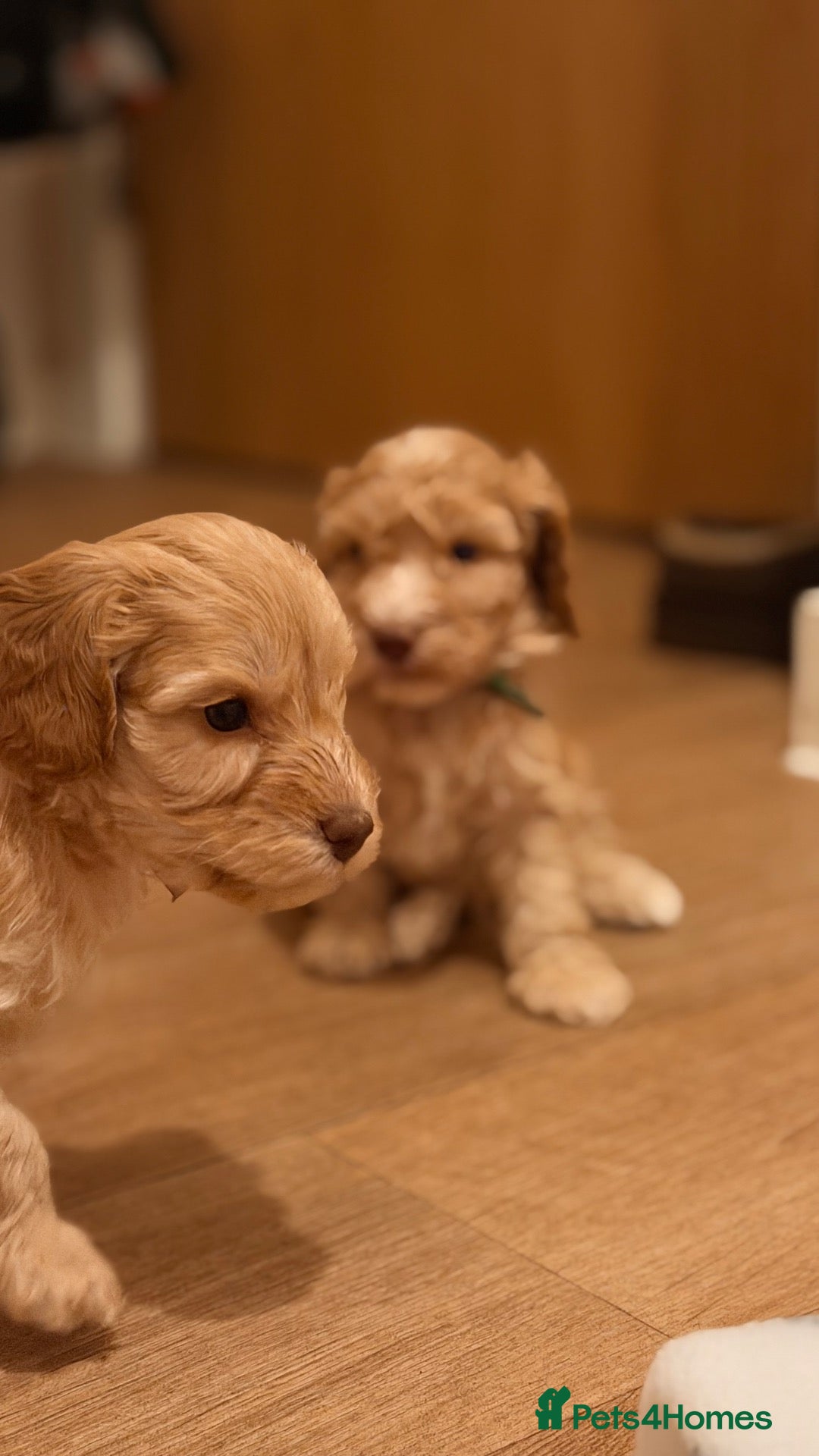 Cockapoo dogs 🐾 Gorgeous F2 Cockapoo Puppies 🐾 - Advert 1