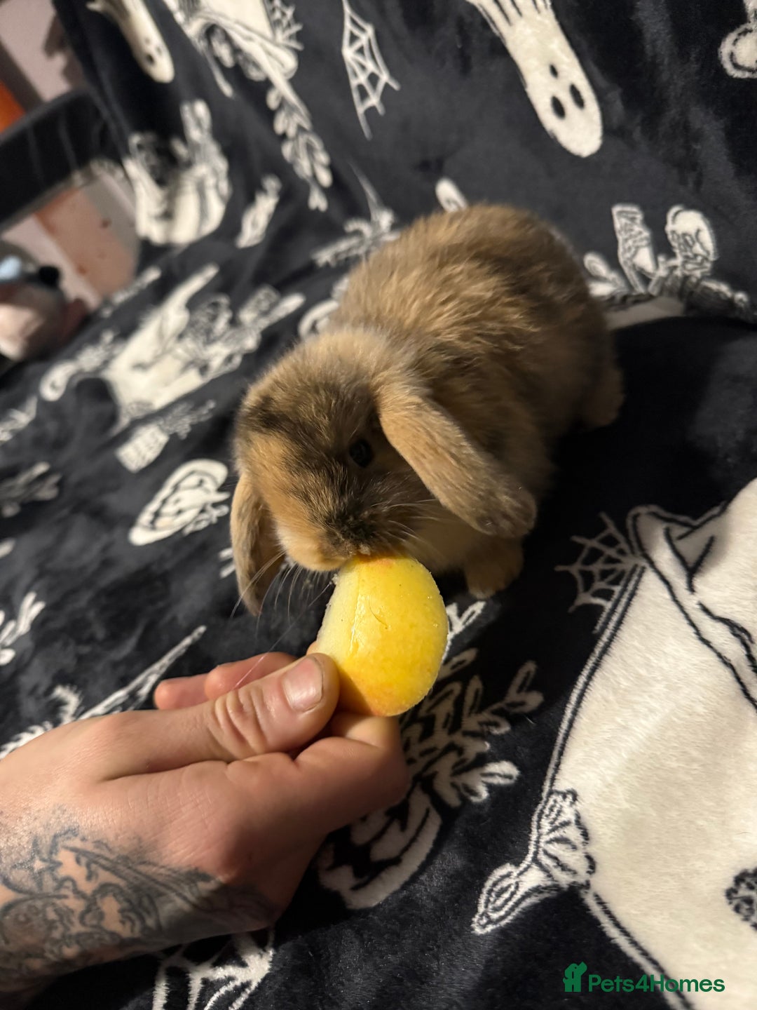 Mini Lop rabbits for sale: 3 Harlequin Mini Lops Available - Advert 2