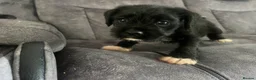Mixed Breed dogs for sale: Puppy  - Advert 8