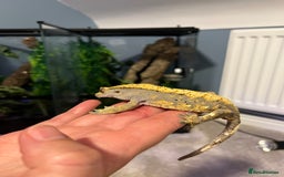 Gecko reptiles for sale: Geckos for sale with tank - Image 6