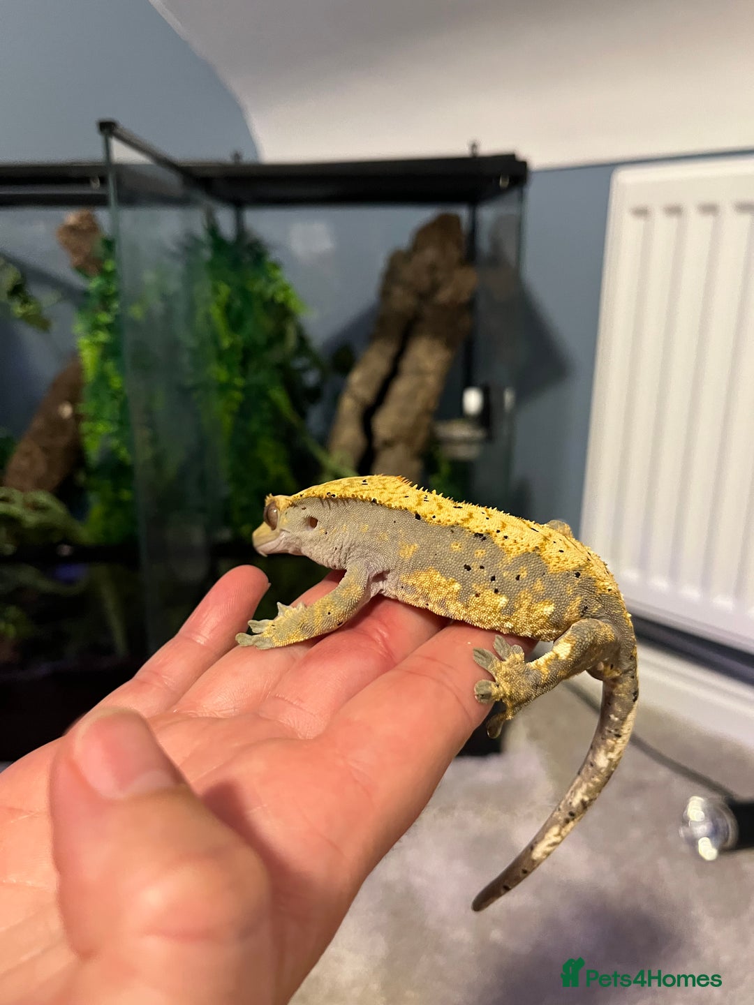Gecko reptiles for sale: Geckos for sale with tank - Image 6